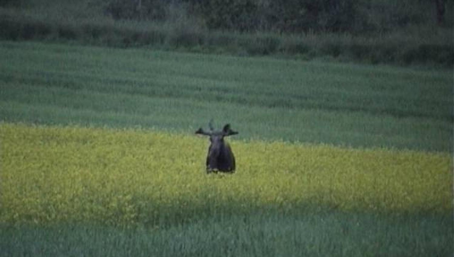moose
