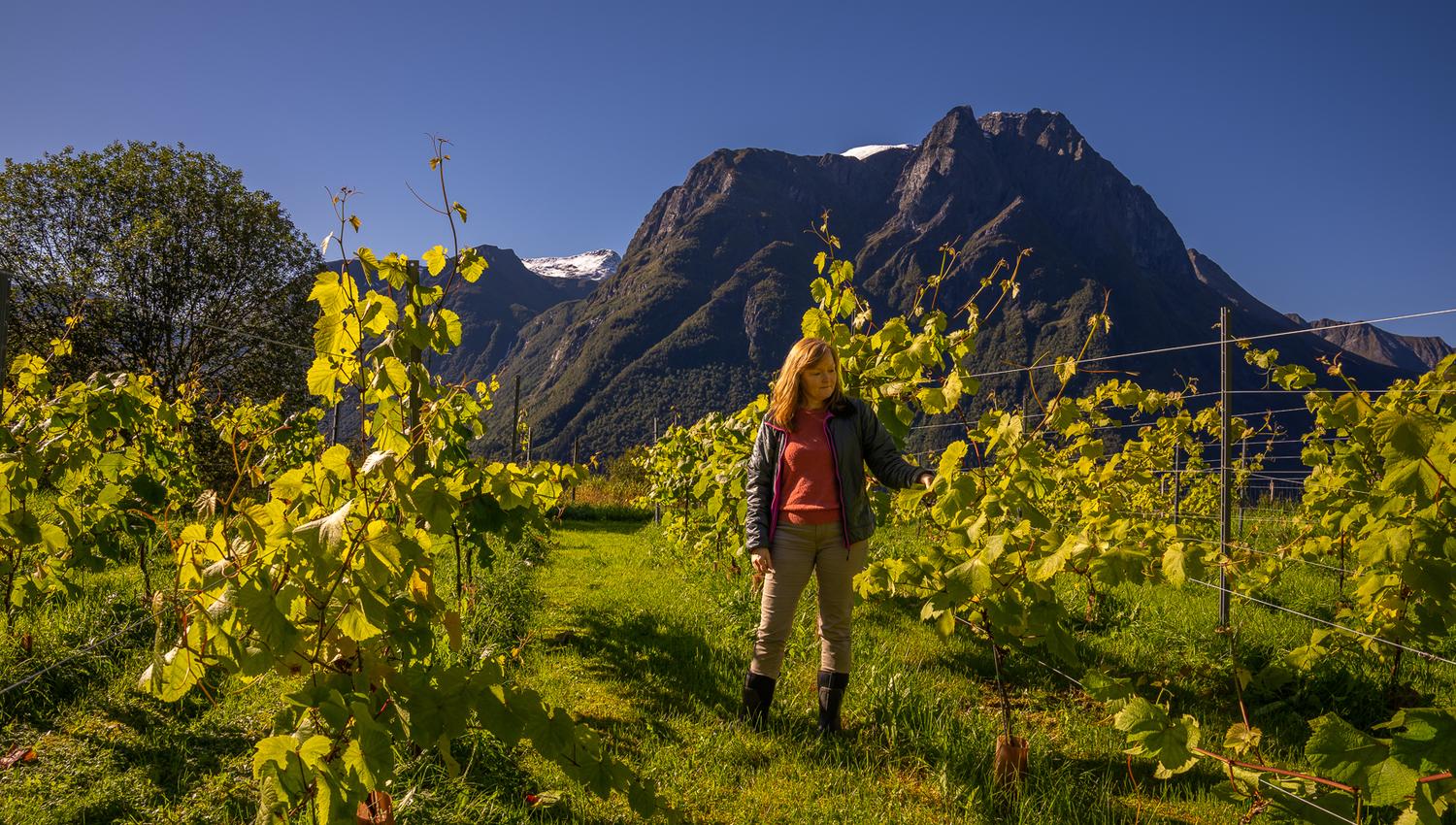 Vinbonden blant vinranker i Hjørundfjorden