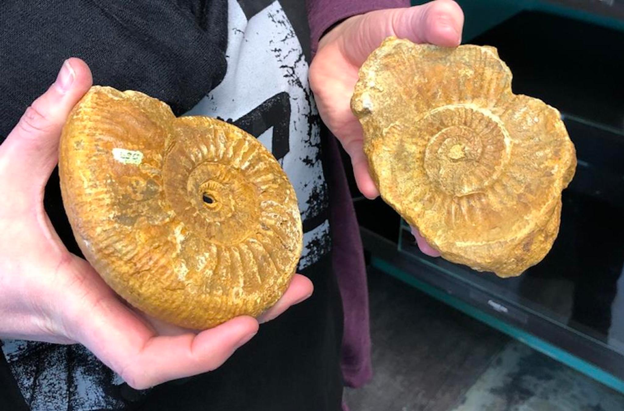 Fossil of a snail