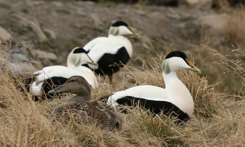 Eiderducks laying in the grass. three males watching over one female nesting. 