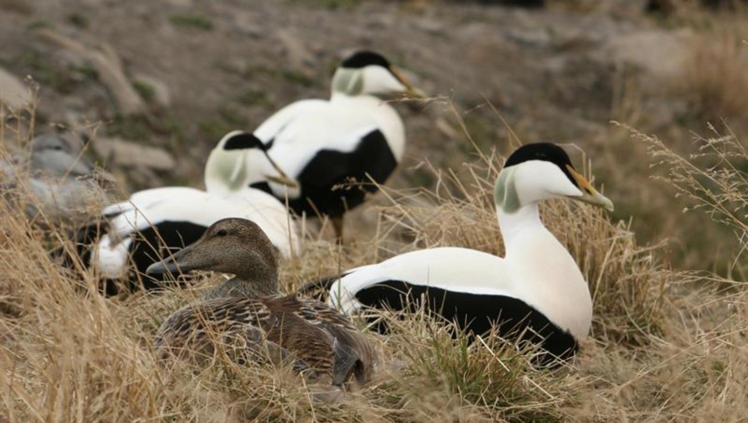 Eiderducks laying in the grass. three males watching over one female nesting.