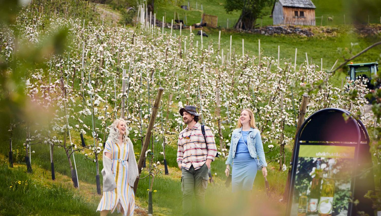 Drei fröhliche Besucher spazieren durch die blühenden Apfelgärten bei Ulvik Frukt & Cideri in Hardanger.