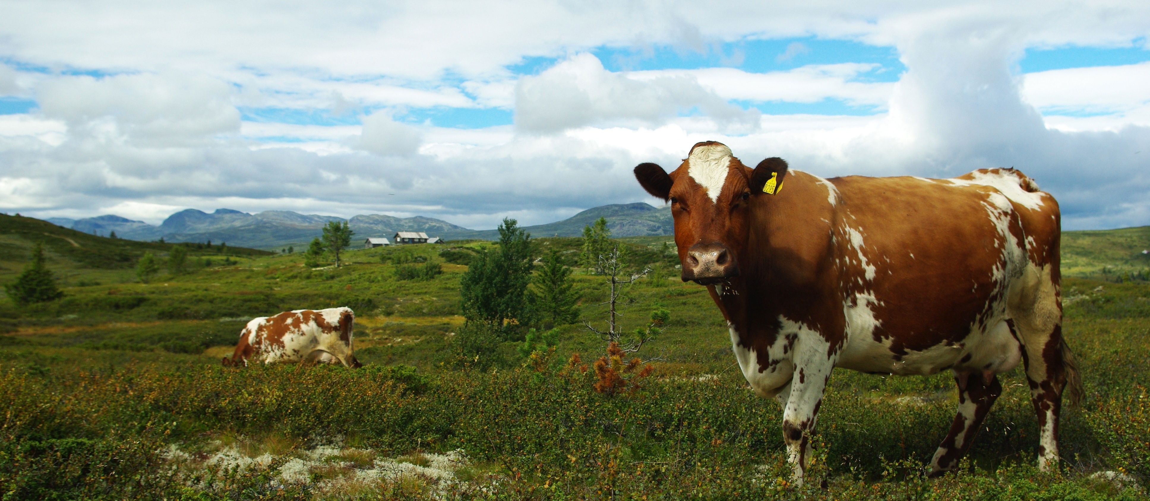 Gaurhovd - Gravarstølane Ål in Hallingdal