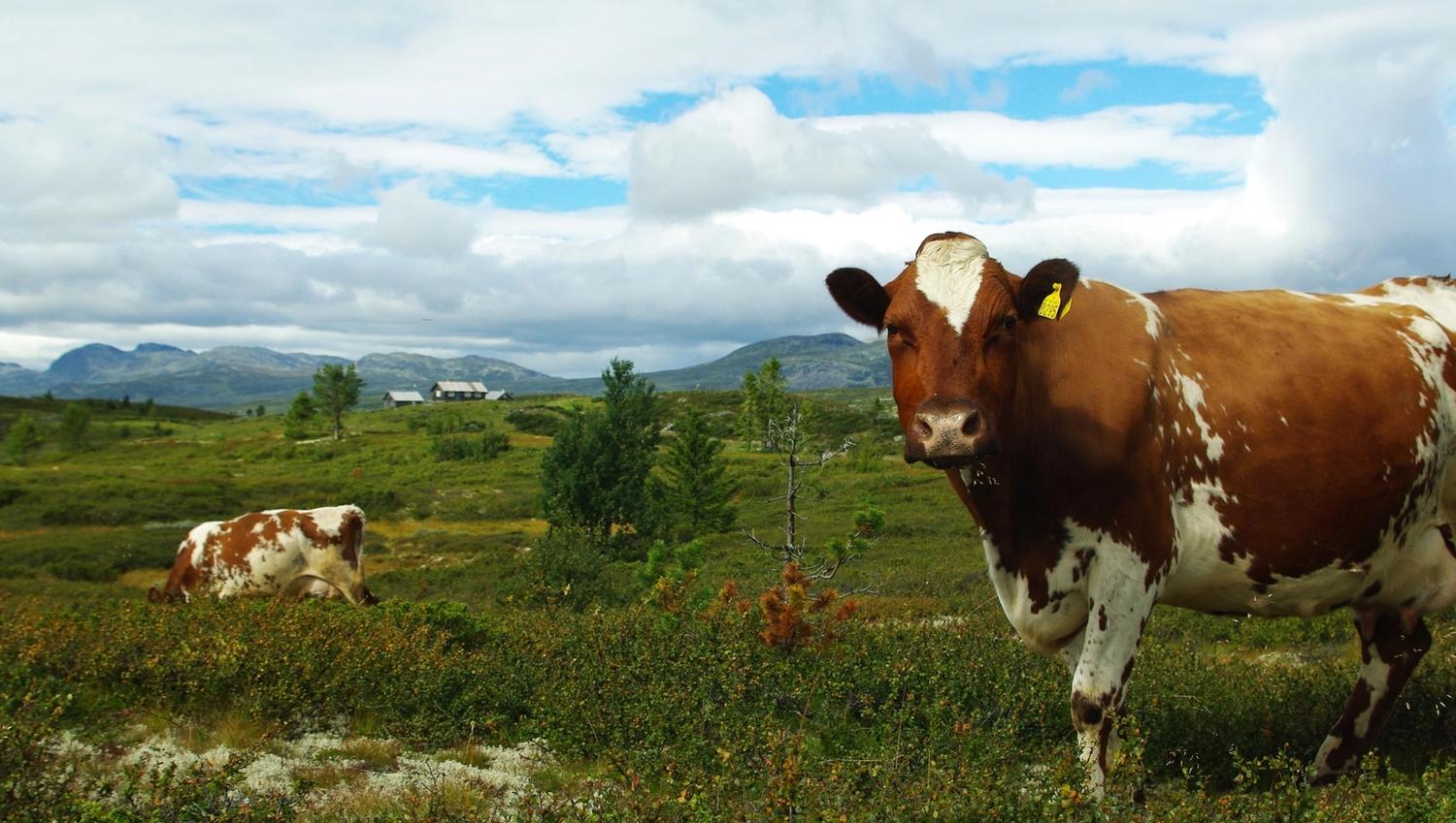 Groblersdal Animals Gaurhovd - Gravarstølane Ål in Hallingdal