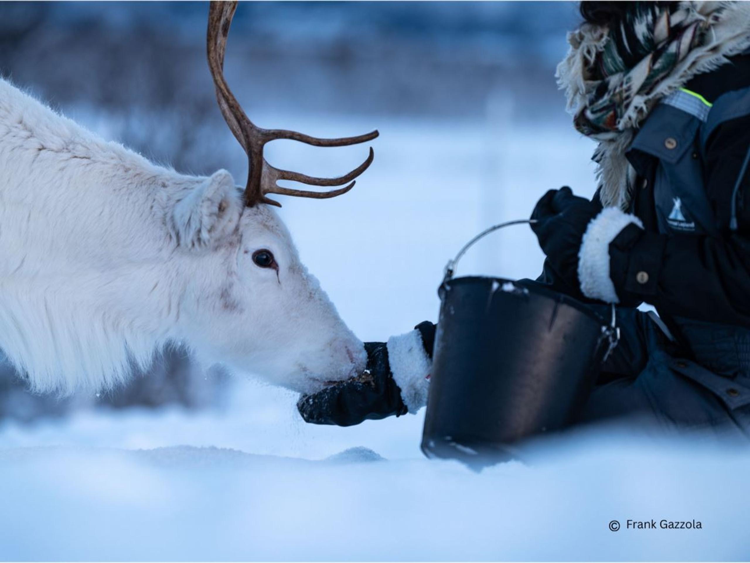 Guest feeding a white reindeer in the snowy winter landscape at Tromsø Lapland near Tromsø.