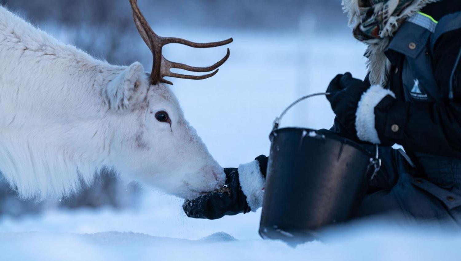 Guest feeding a white reindeer in the snowy winter landscape at Tromsø Lapland near Tromsø.