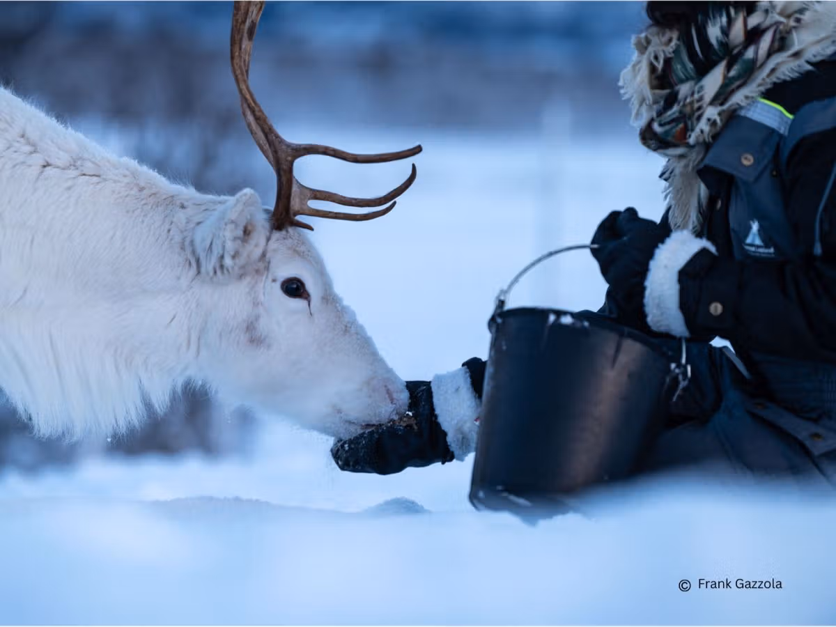 Guest feeding a white reindeer in the snowy winter landscape at Tromsø Lapland near Tromsø.