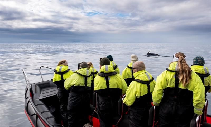 Flere personer i åpen RIB båt observerer hval i bakgrunnen