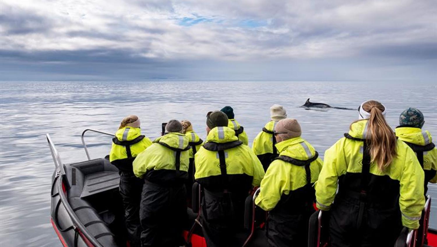 Flere personer i åpen RIB båt observerer hval i bakgrunnen