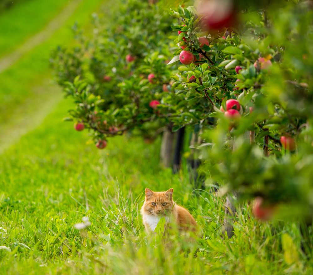 Notodden_sommer_-epletre-og-katt_1000x878