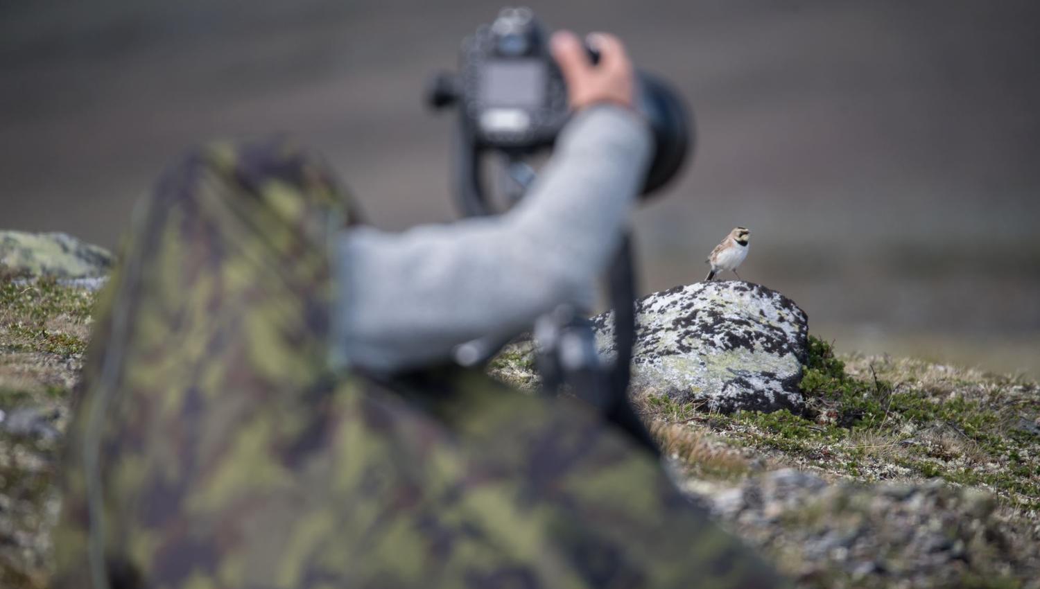 Fuglekikking med guide