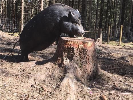 En stor svart gris undersøker en trestubbe i et innhegnet skogsområde.