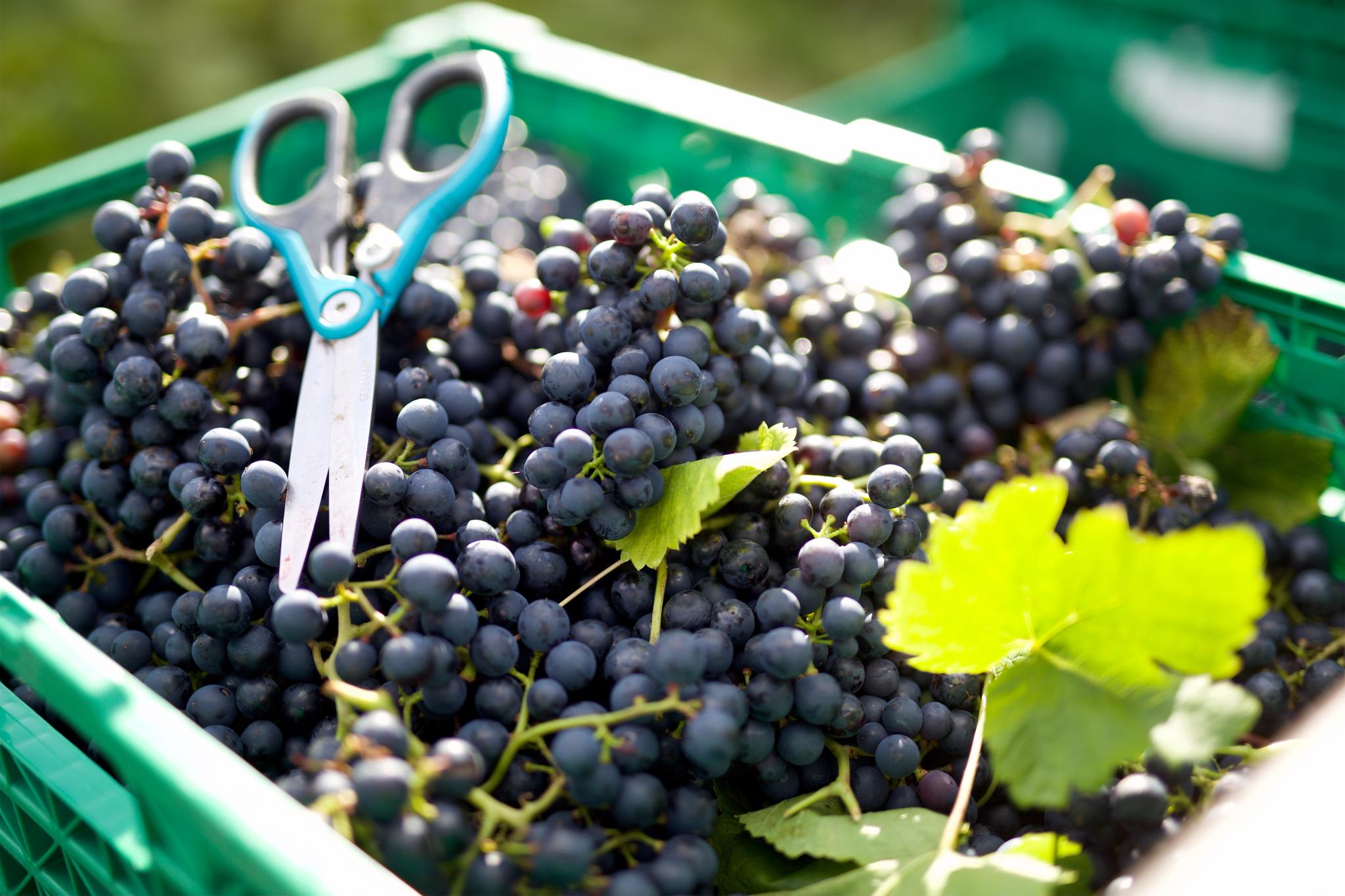 Wine tasting and farm shop at the vineyard Hebnes vingard in Ryfylke