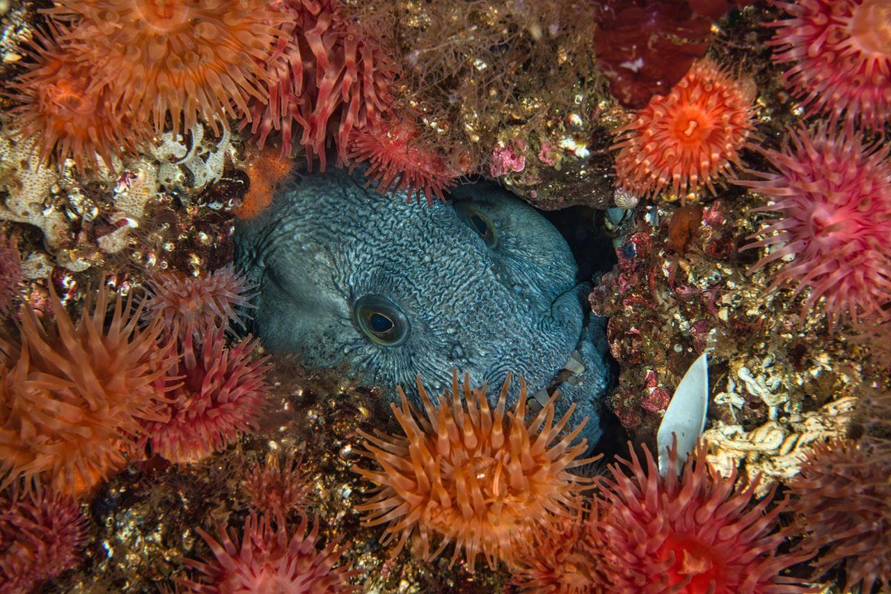 Diving in Saltstraumen