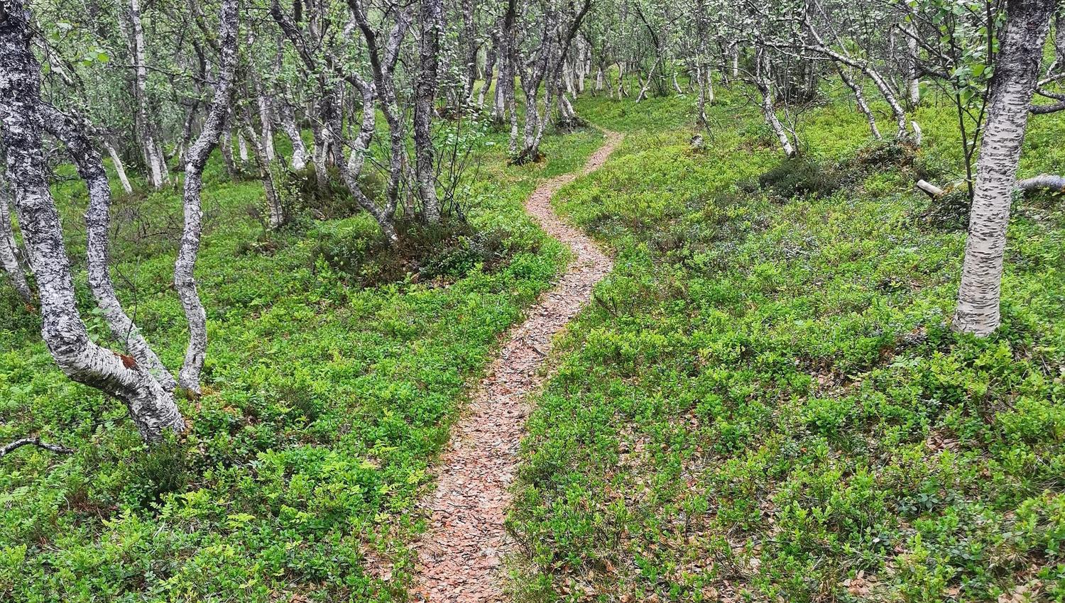 hiking trail