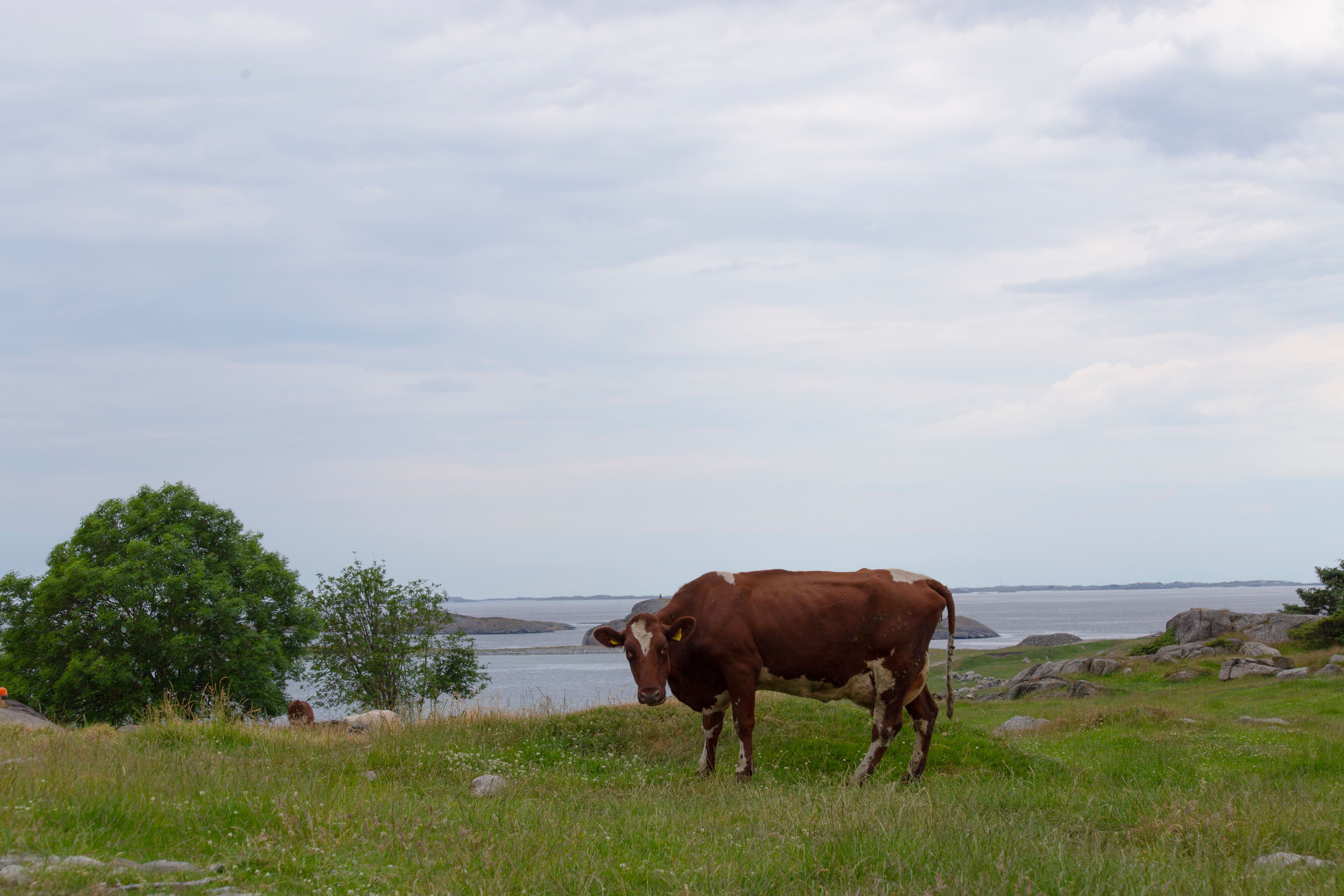 Meet grazing animals