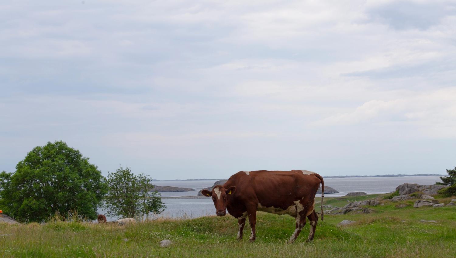 Meet grazing animals