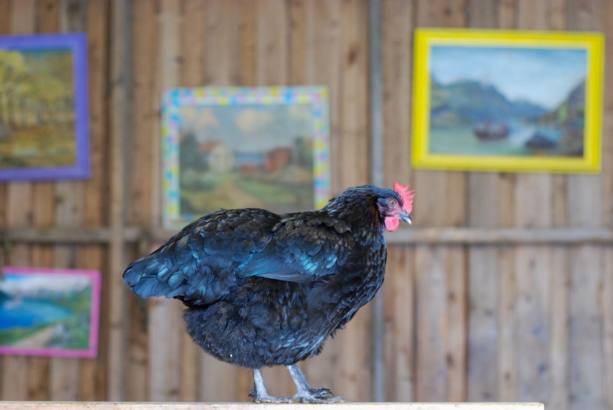 a black rooster
