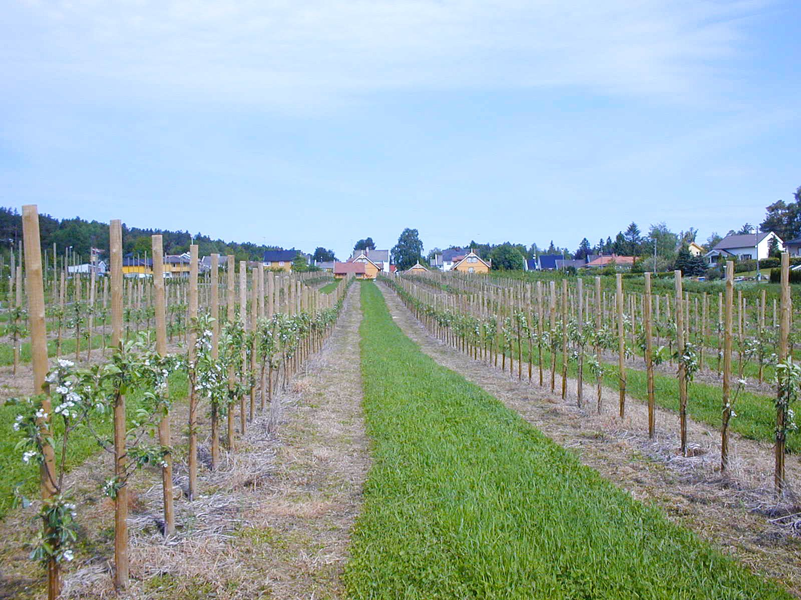 Knatten Fruktgård