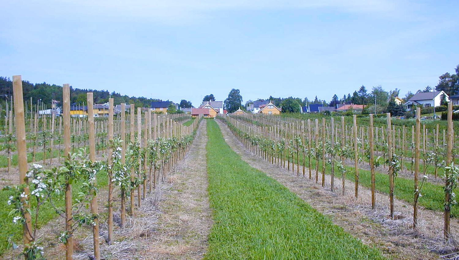 Knatten Fruktgård