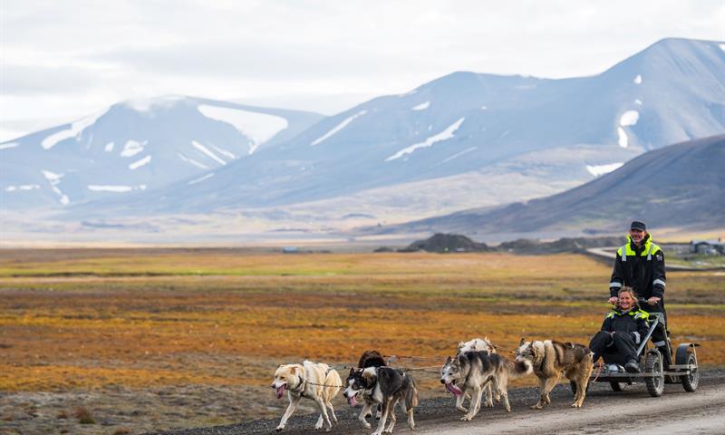 Dog sledding on wheels - Basecamp Explorer Spitsbergen