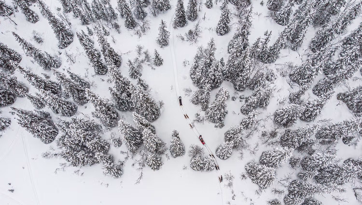 Luftfoto av hundesleder i åpent fjellgranskog