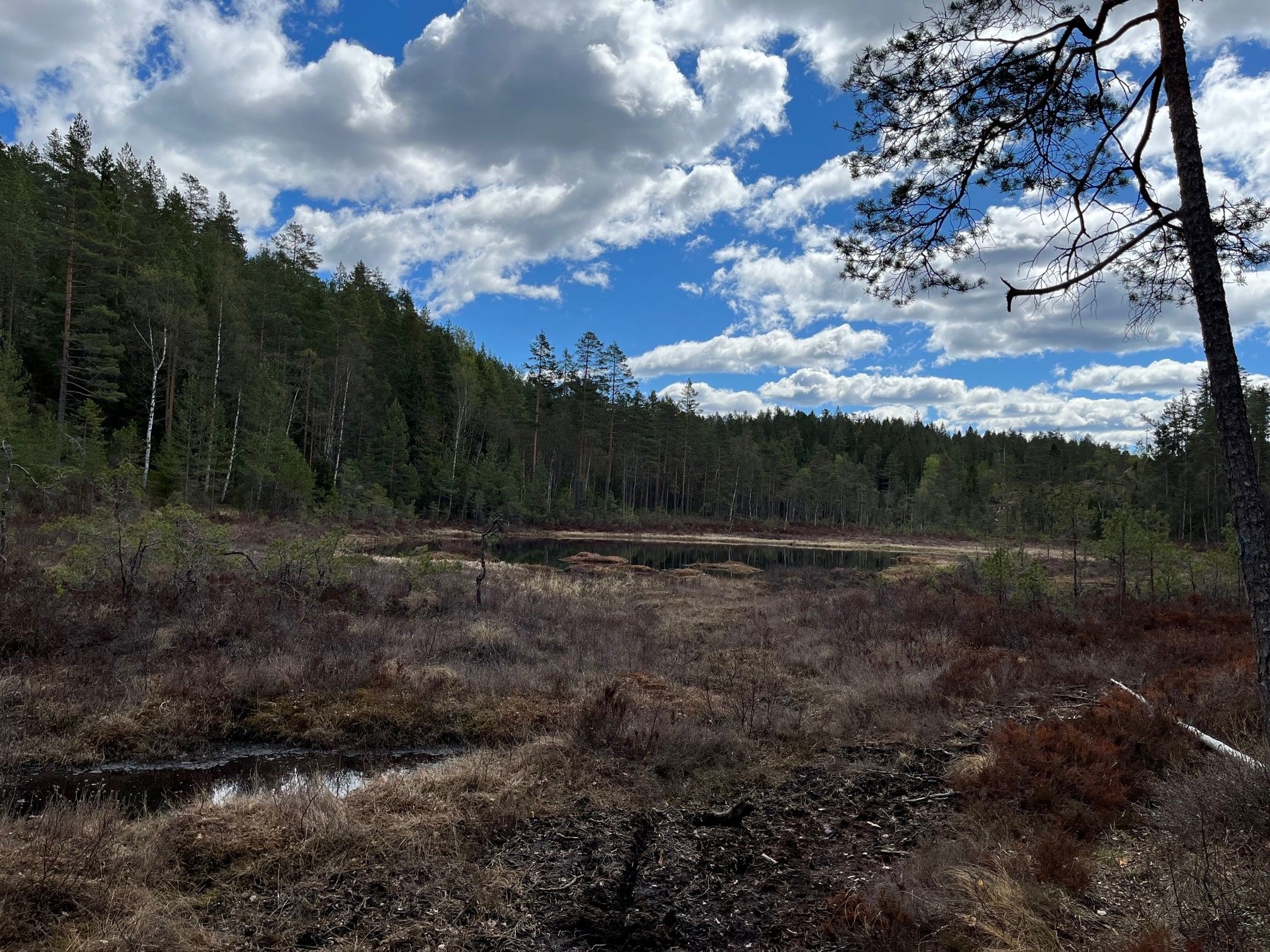 the woods