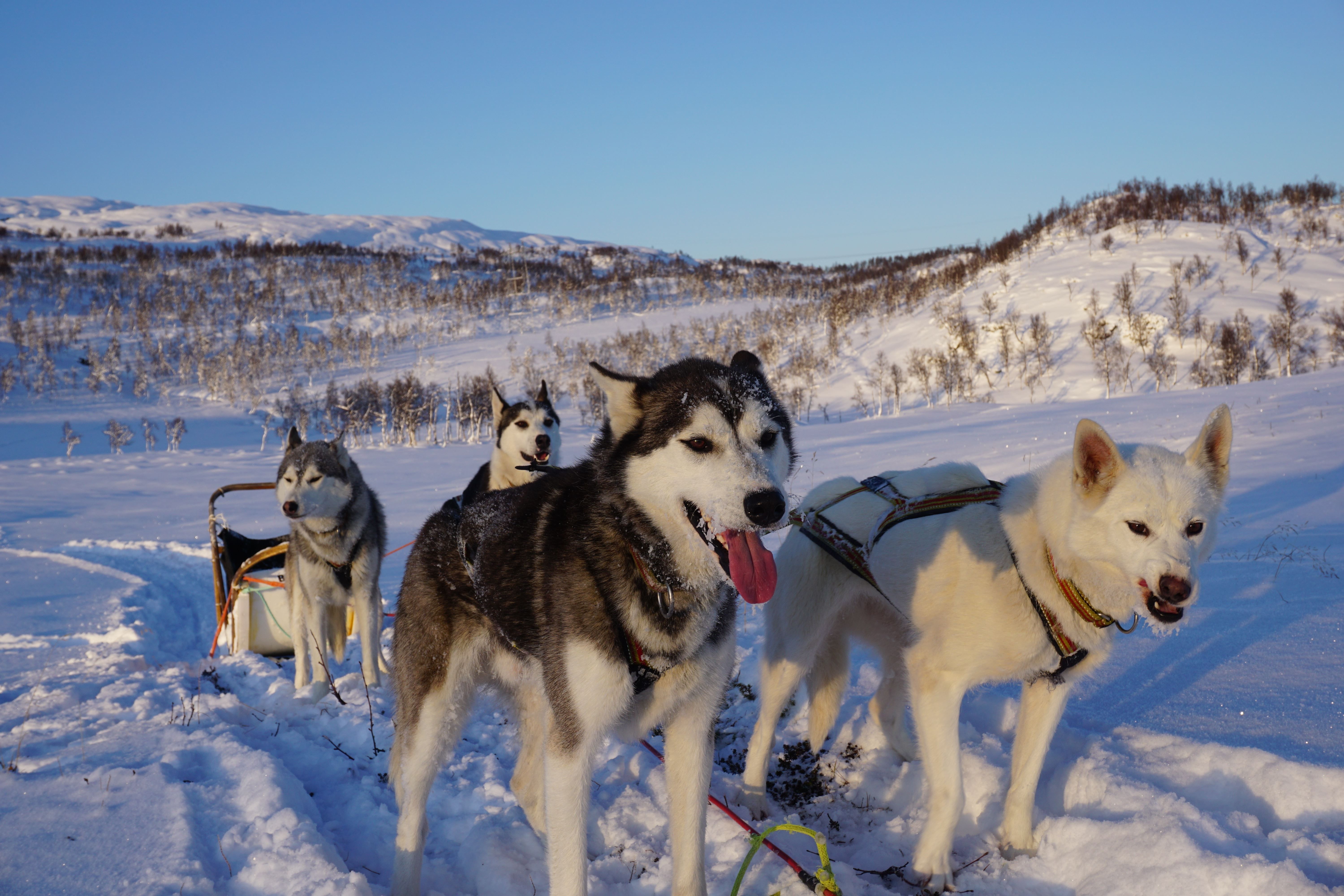 Dog sledding