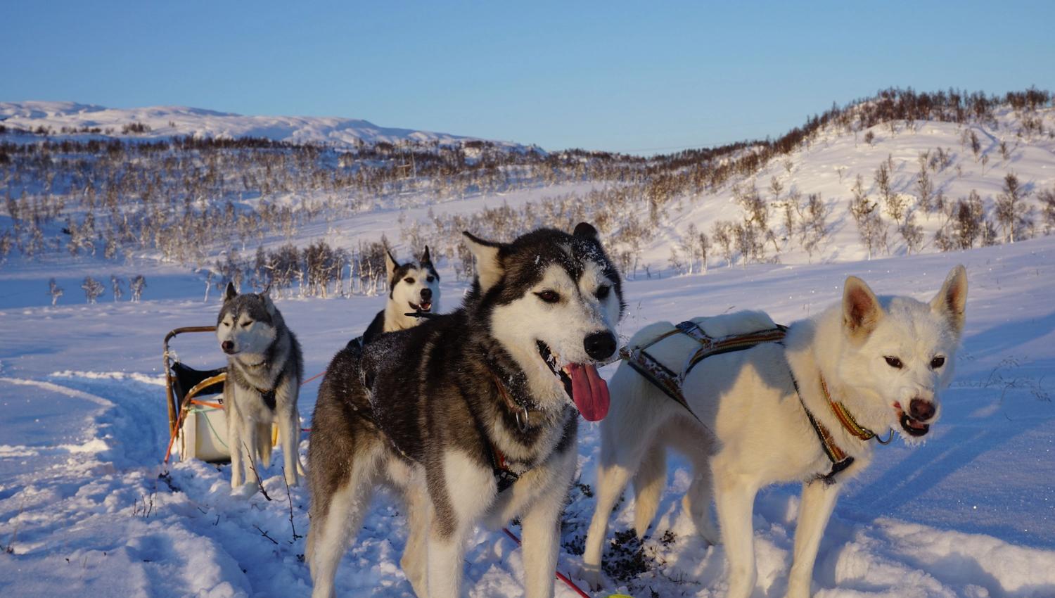 Dog sledding
