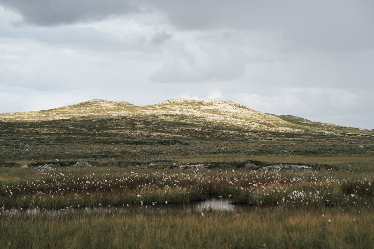 Bog landscape with marsh roll, mountains in the background.