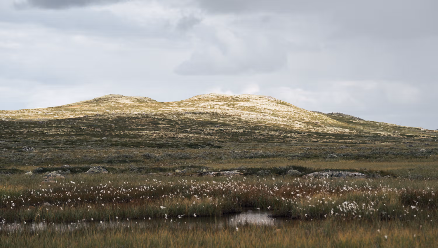 Bog landscape with marsh roll, mountains in the background.