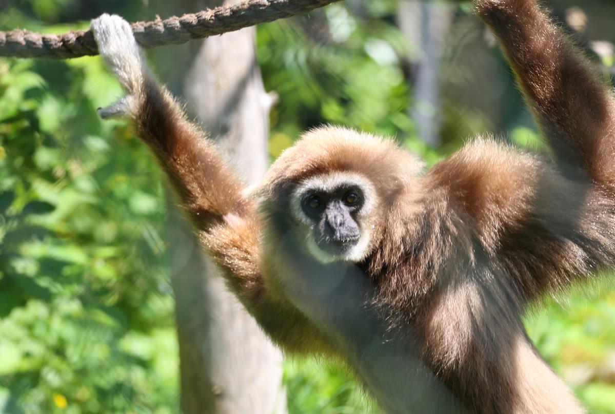 Apekatt i Tangen Dyrepark i Stange Kommune