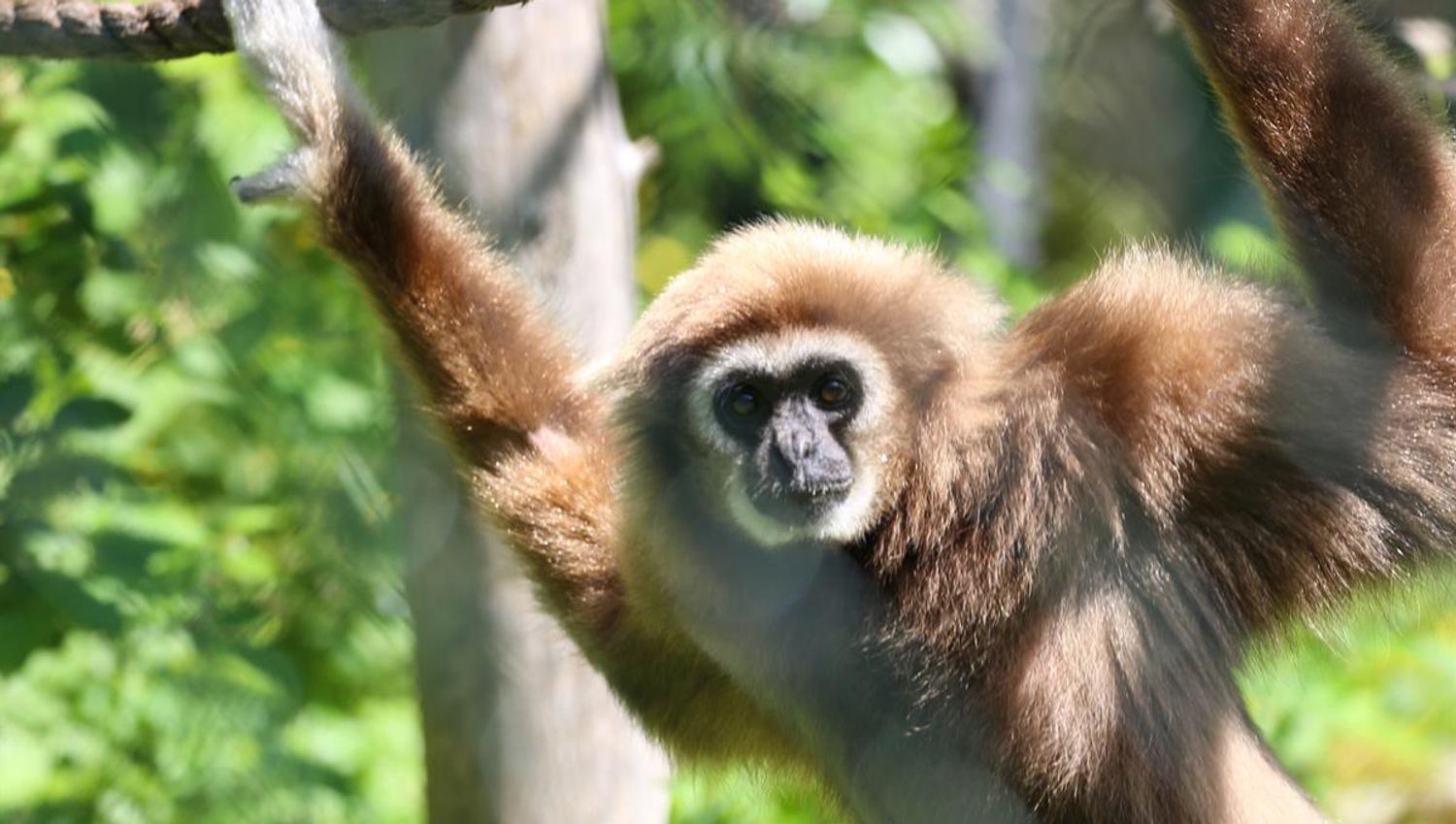 Apekatt i Tangen Dyrepark i Stange Kommune