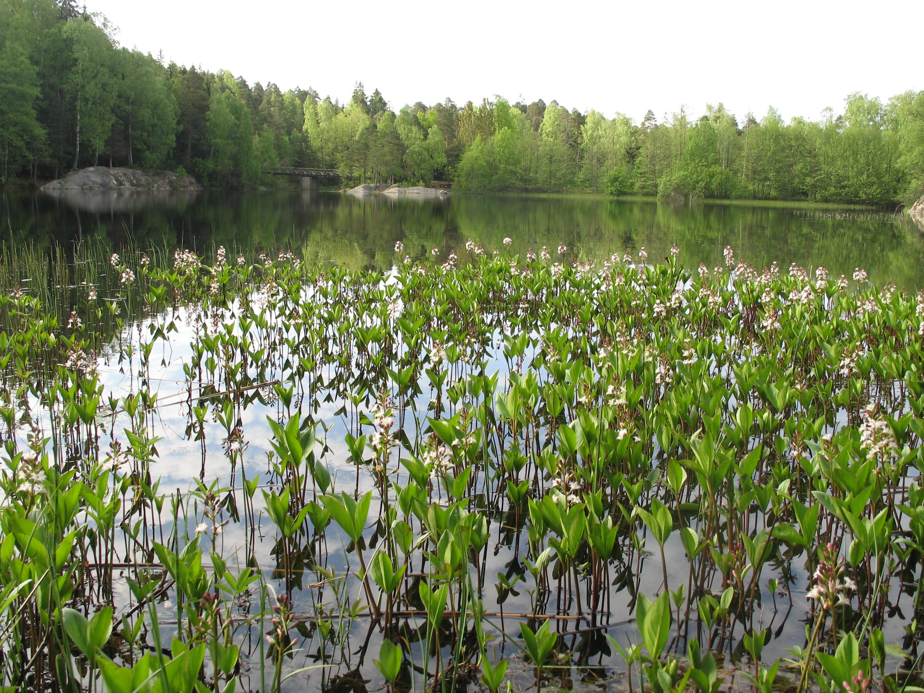Vannliljer - natur