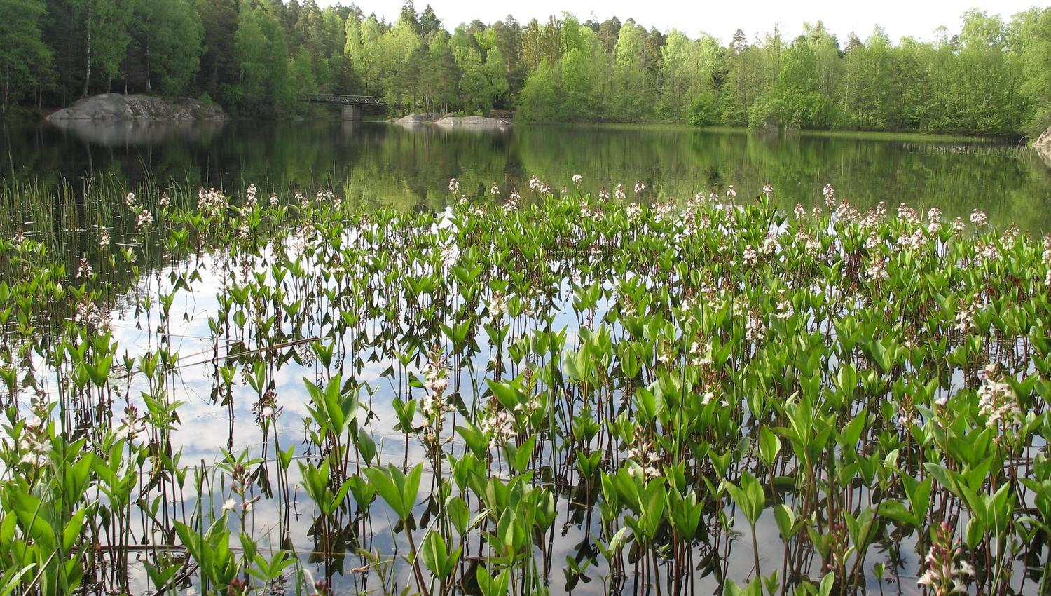 Vannliljer - natur
