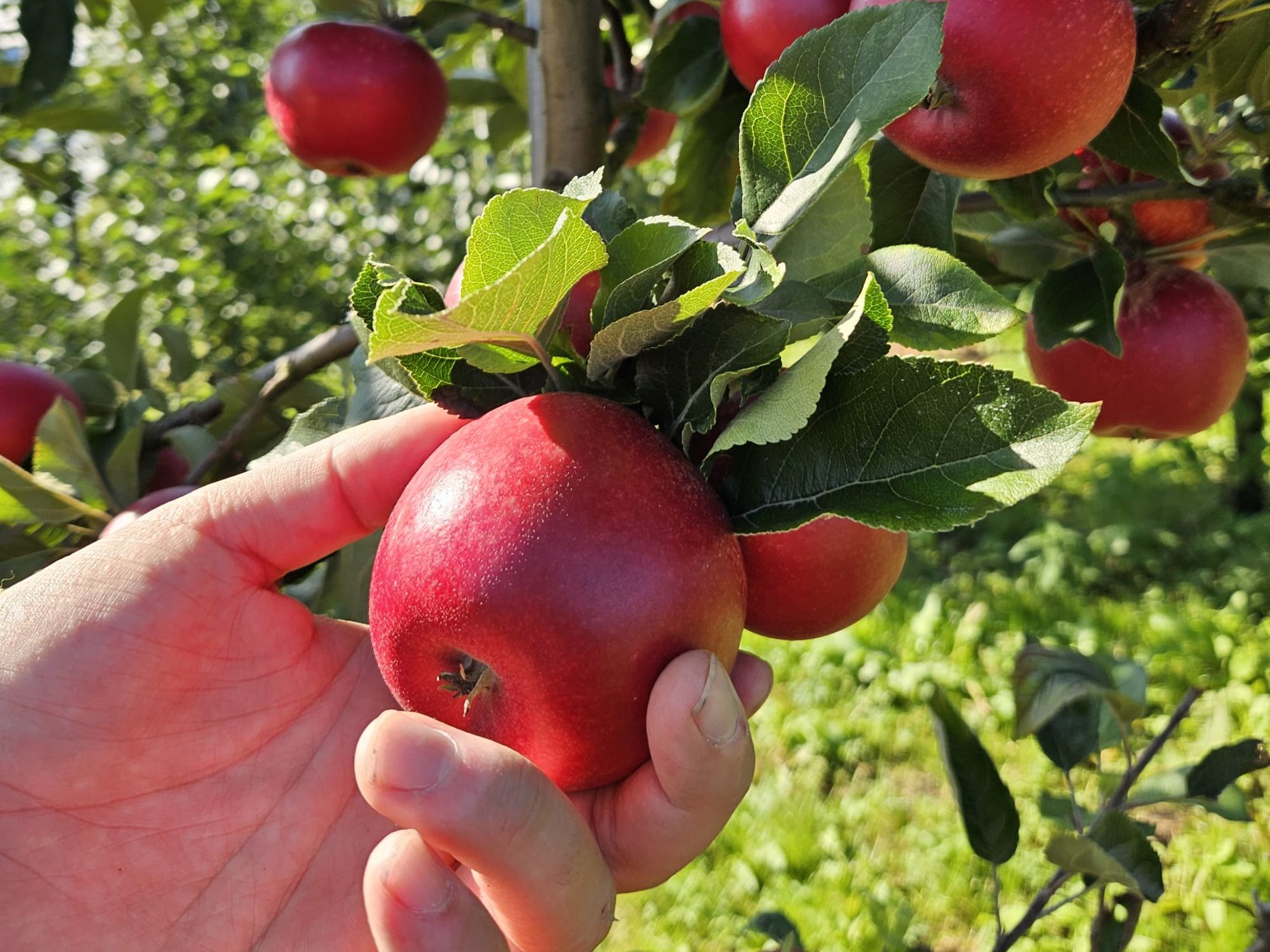 Reina Fruit farm