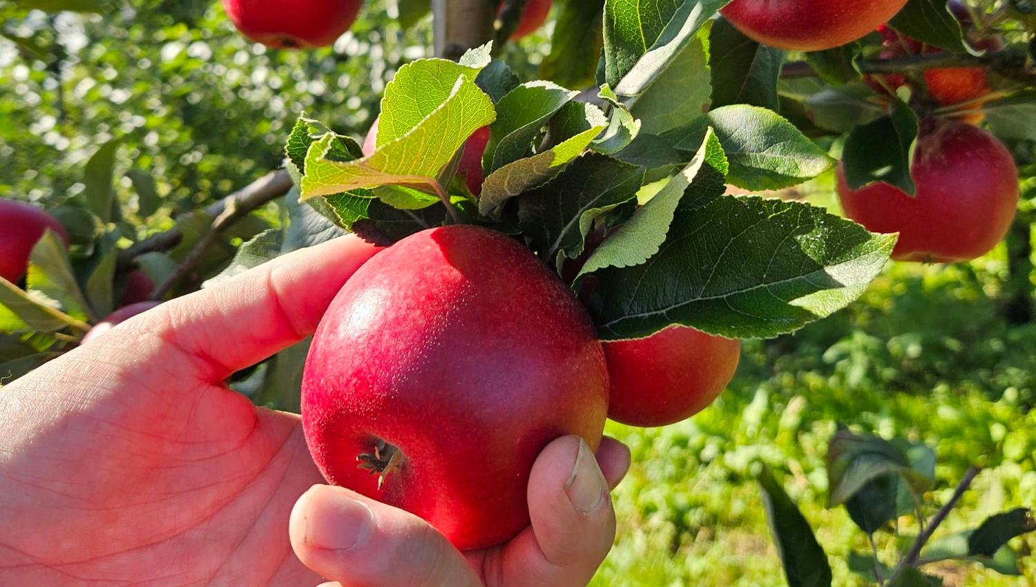 Reina Fruit farm