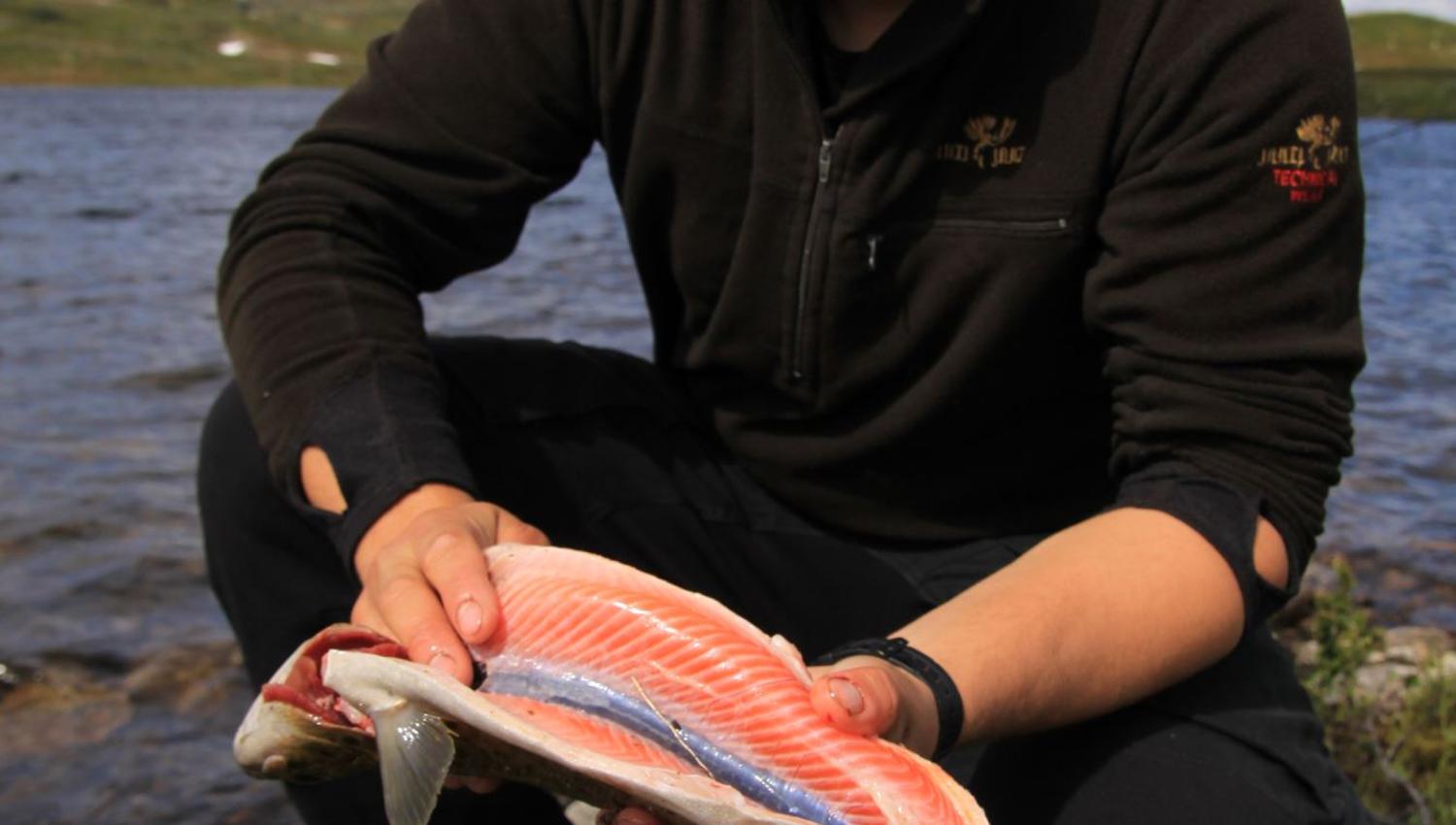 A perfect specimen of a trout :)