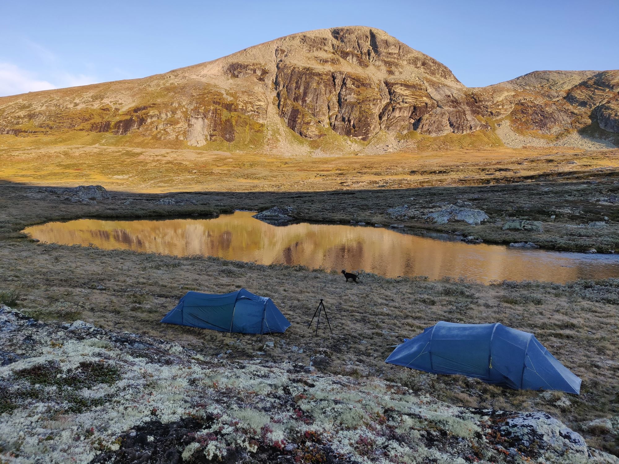 Musk Ox Safari Personal Tour, 2 days