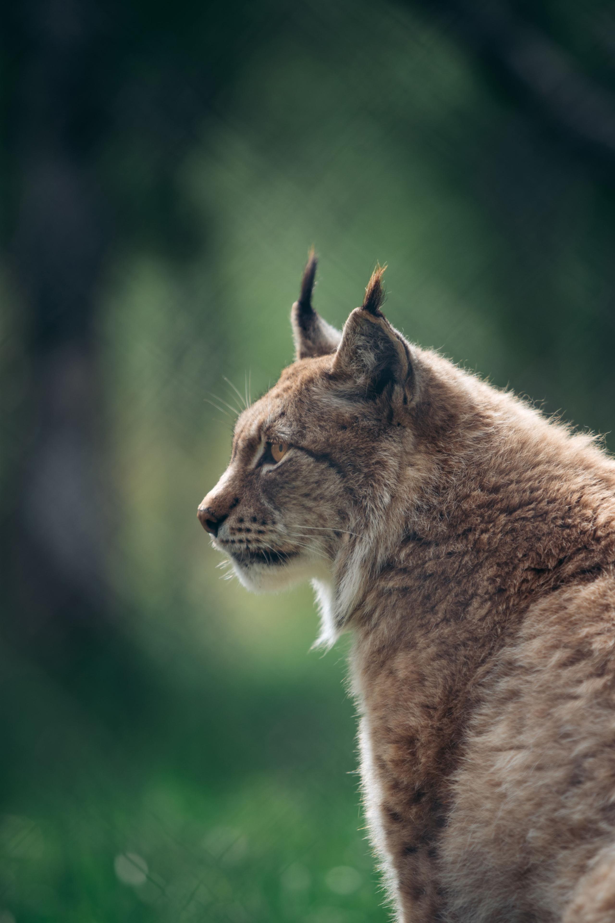 Side profile of a lynx with tufted ears and spotted fur, sitting alert against a soft green forest background.