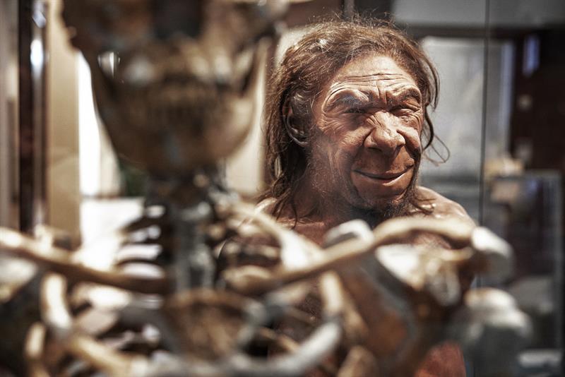 Neanderthal.