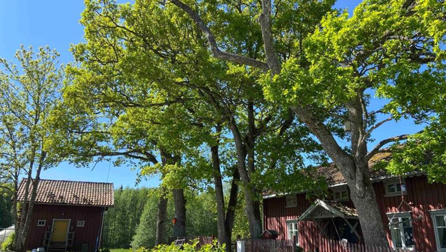 Ute fra gårdstunet på Vestre Kinn gård