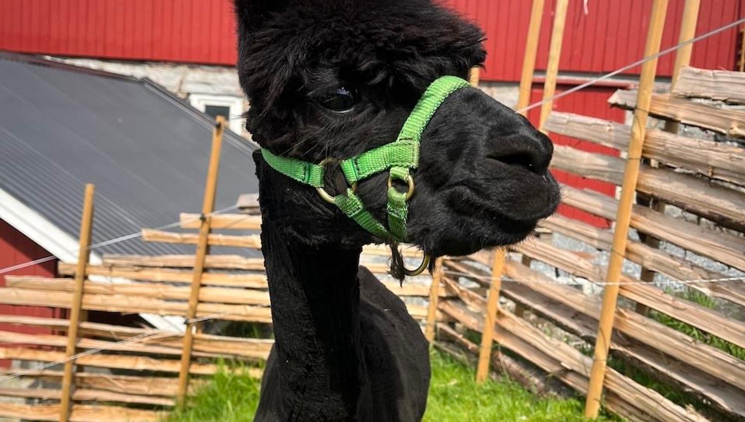 Close-up of a black alpaca wearing a green halter, standing on grass beside a wooden fence and red barn..