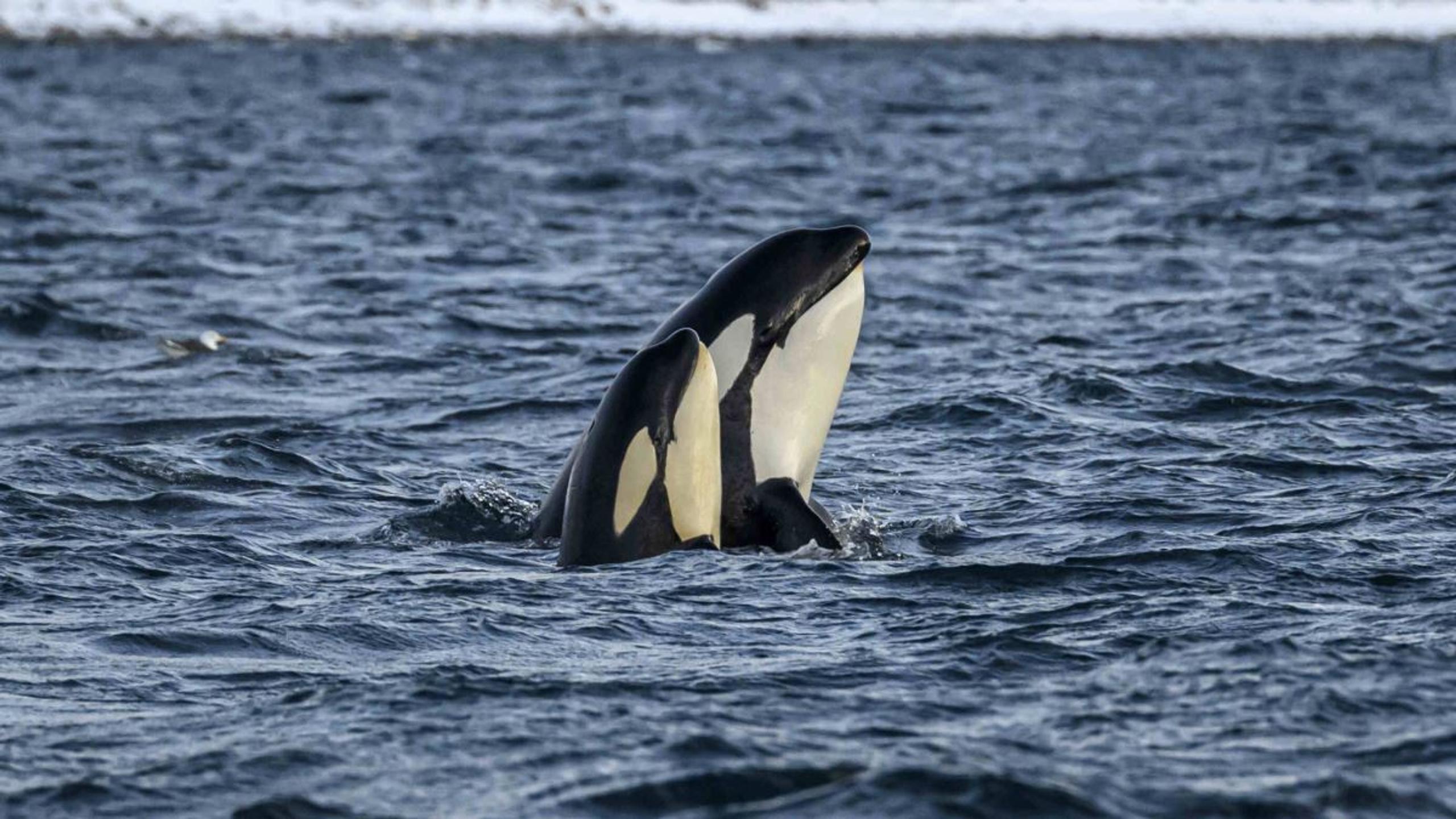 A whale in the sea
