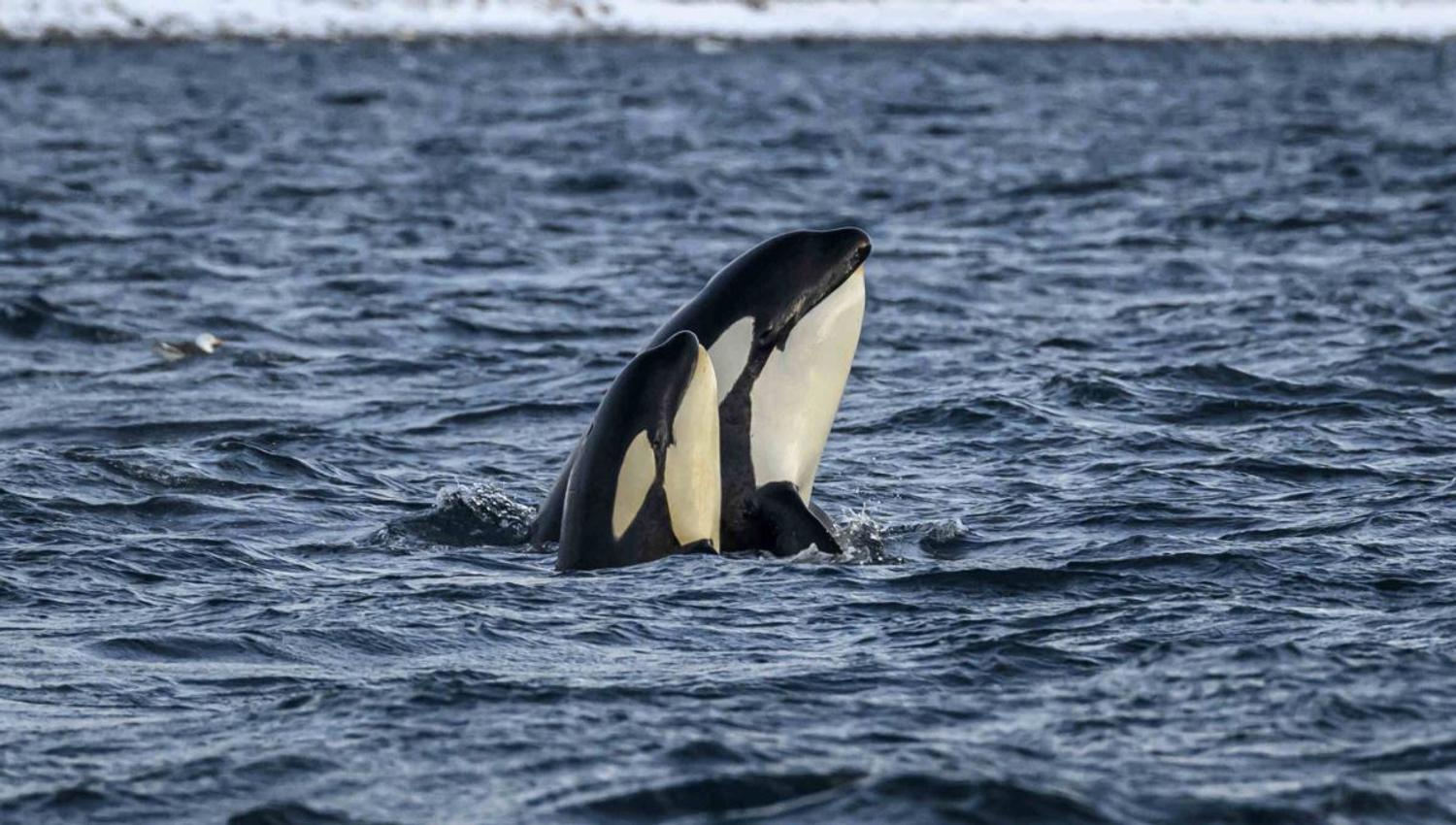 A whale in the sea