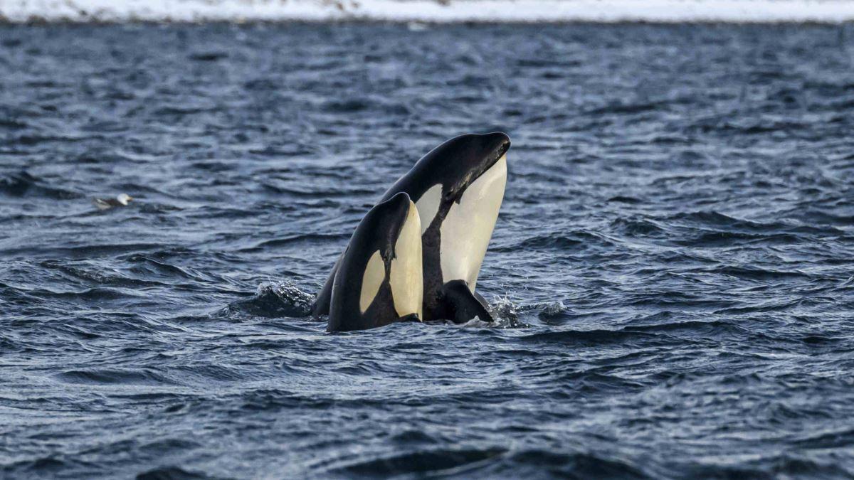 A whale in the sea