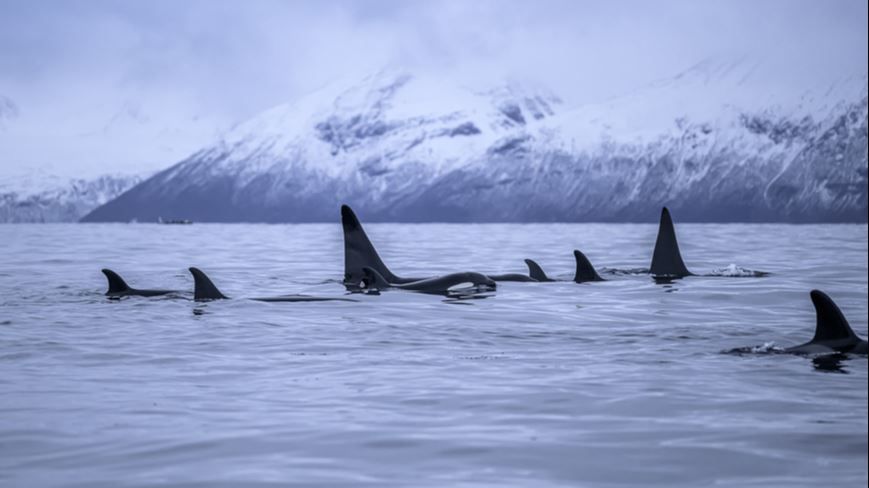 A group of whales