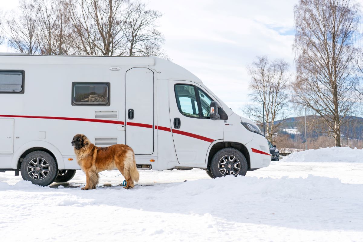 Hund foran bobilen