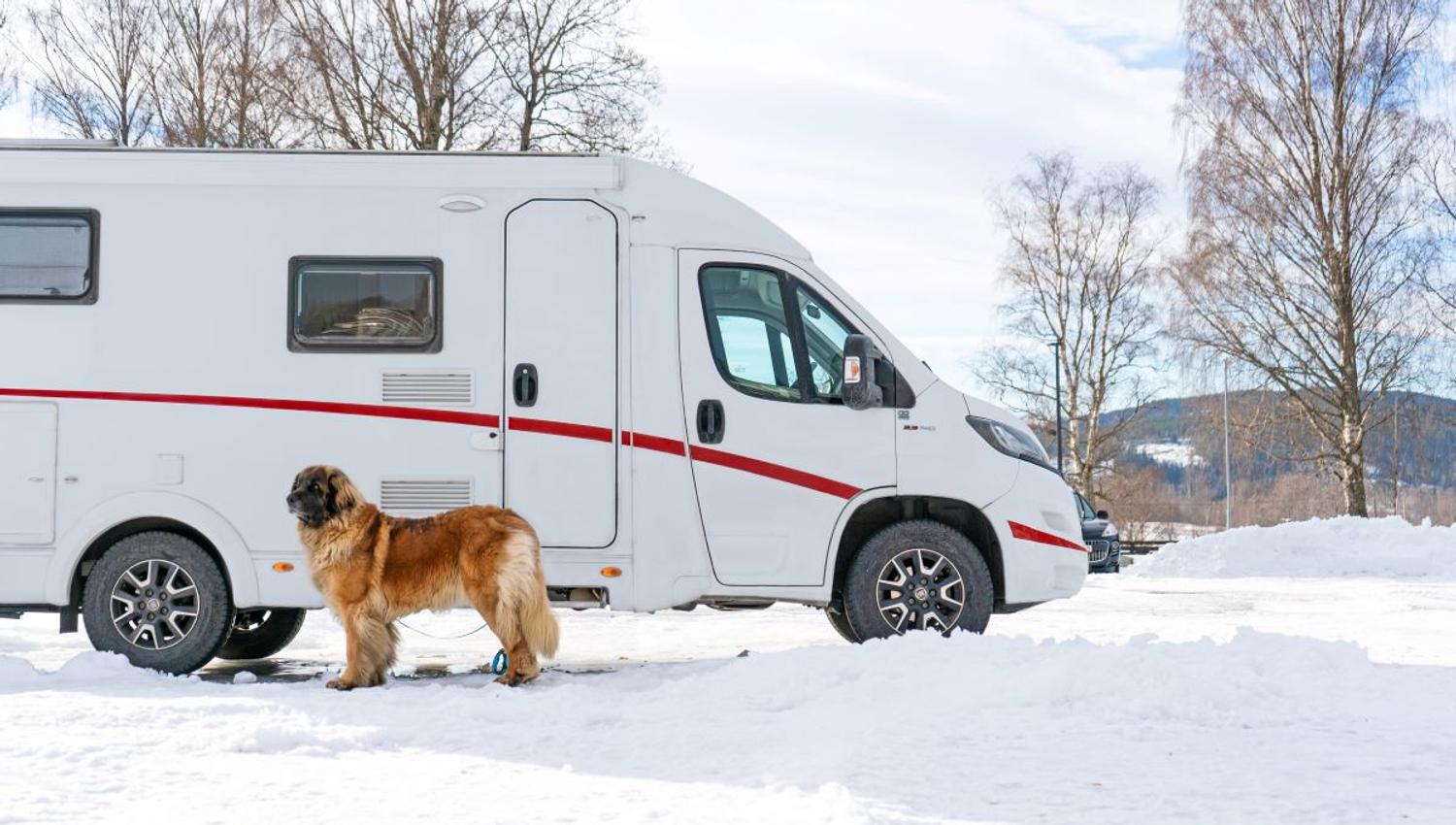Hund foran bobilen