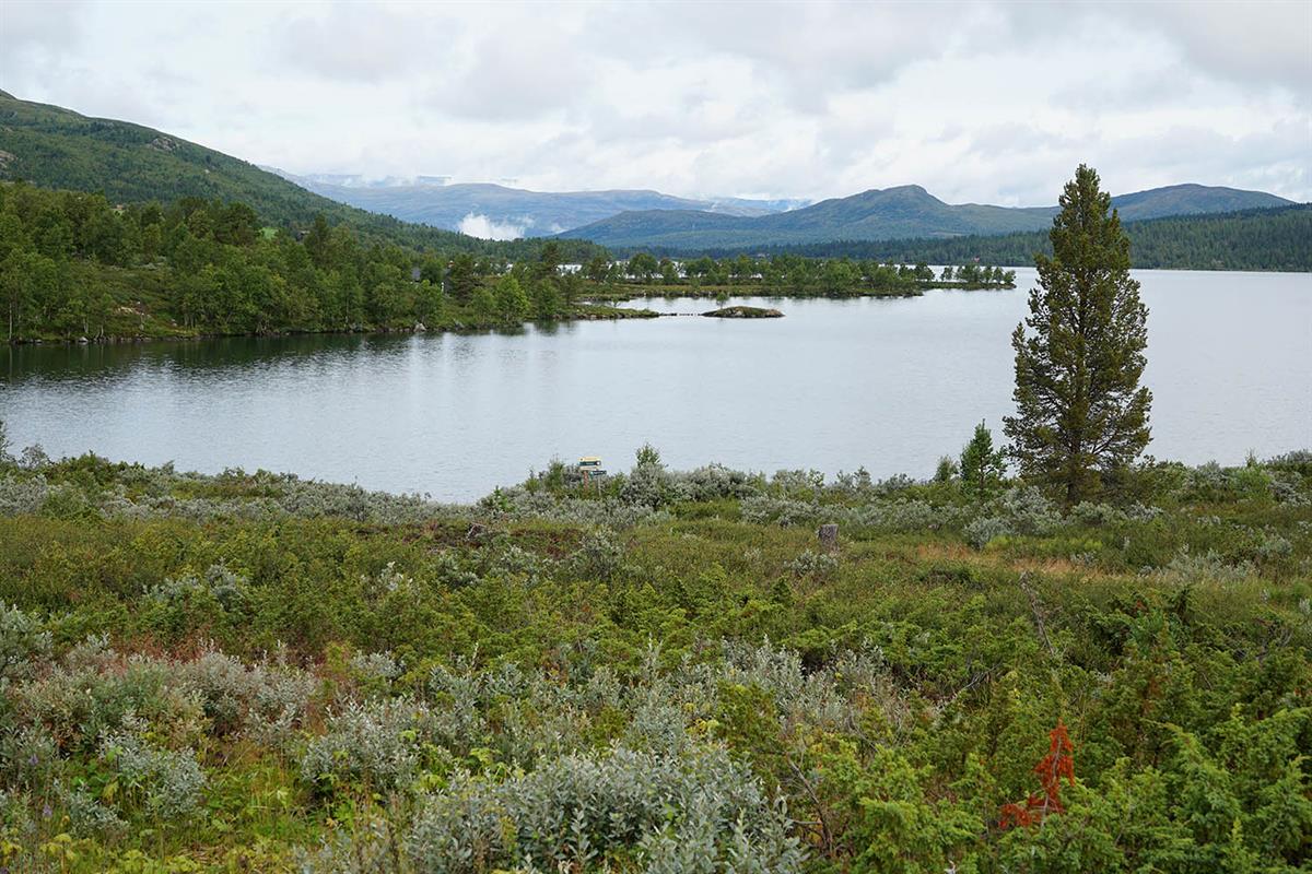 Lake with low bush vegetation on the shores